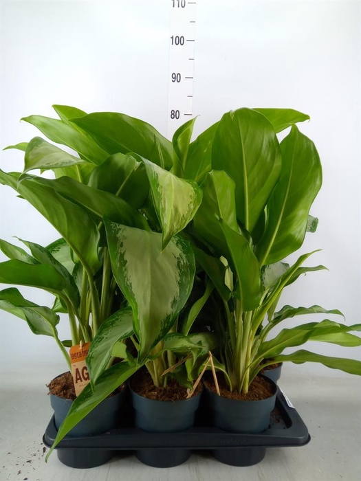 <h4>Aglaonema  'Cleopatra'</h4>