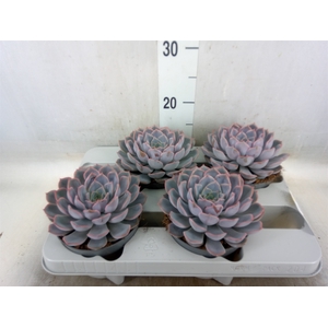 Echeveria  'Orion'