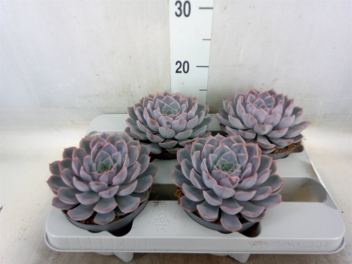 <h4>Echeveria  'Orion'</h4>