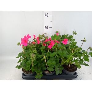 Pelargonium pelt.   ...