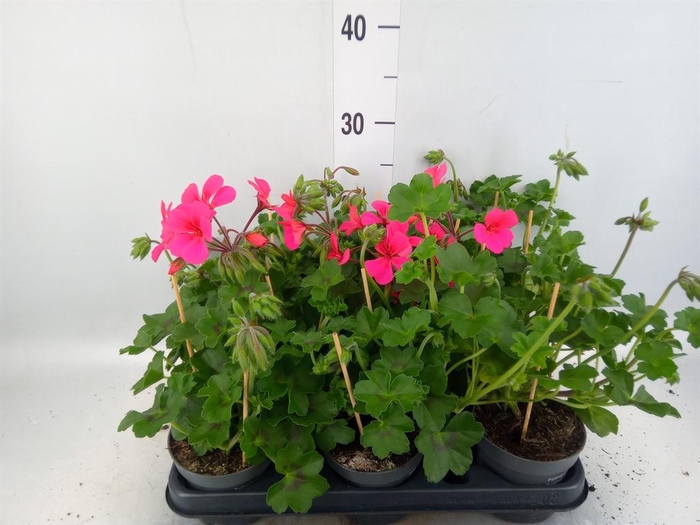 <h4>Pelargonium pelt.   ...</h4>