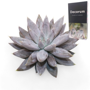 Echeveria Ov