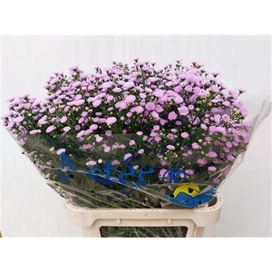 Aster Astee Pink Peach