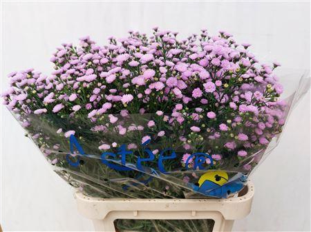 <h4>Aster Astee Pink Peach</h4>