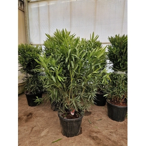 NERI OLEANDER