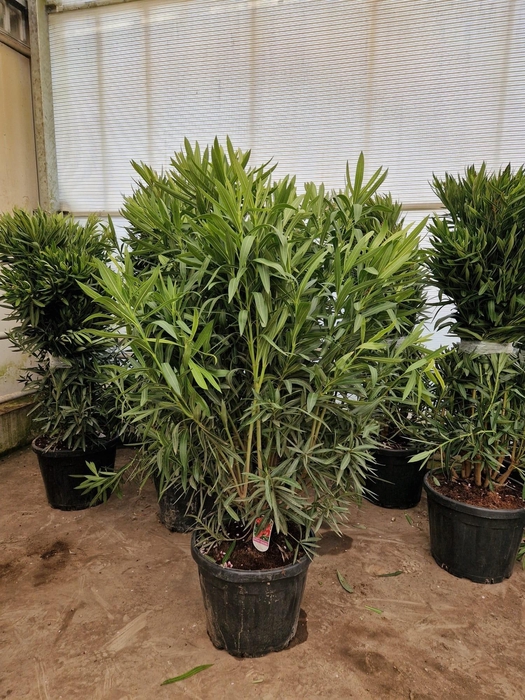 <h4>NERI OLEANDER</h4>