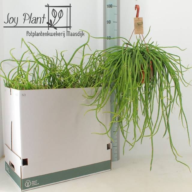 <h4>RHIPSALIS OV</h4>