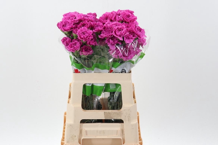 <h4>Di St Farida 60cm</h4>