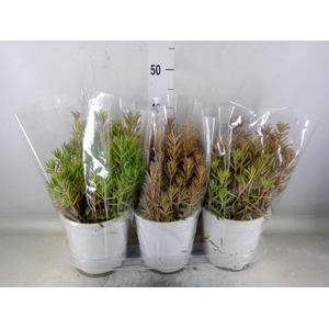 Kalanchoe NF tubiflora