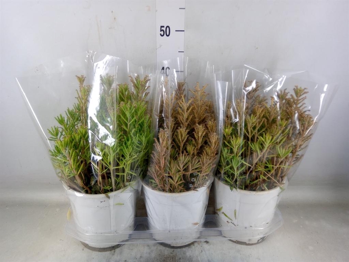 <h4>Kalanchoe NF tubiflora</h4>