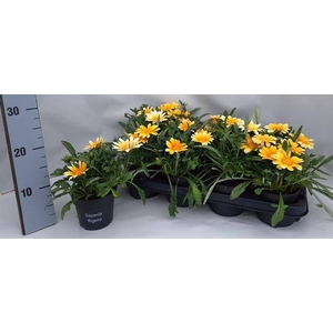 Gazania Gelbe Jupiter