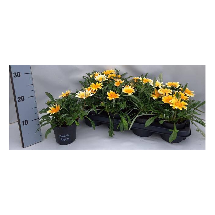 <h4>Gazania Gelbe Jupiter</h4>