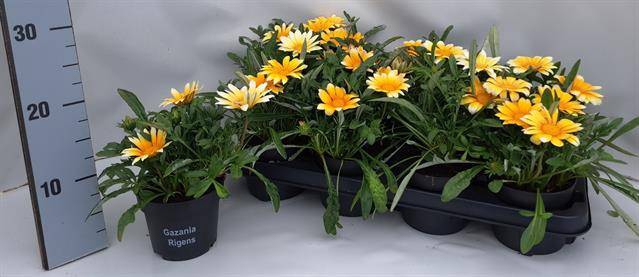 <h4>Gazania Gelbe Jupiter</h4>