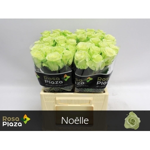 R GR NOELLE!