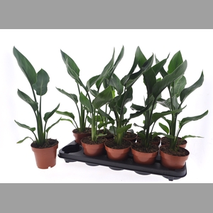 STRELITZIA REGINAE