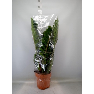Zamioculcas zamiifolia