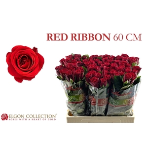 R GR RED RIBBON
