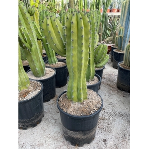 POLASKIA CHICHIPE