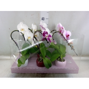 Phalaenopsis   ...