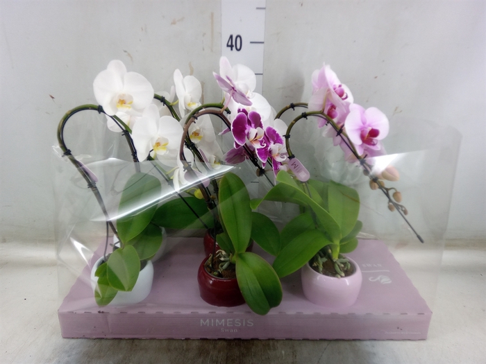 <h4>Phalaenopsis   ...</h4>