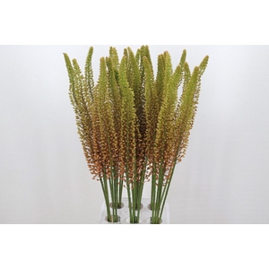 Eremurus Emmy Ro