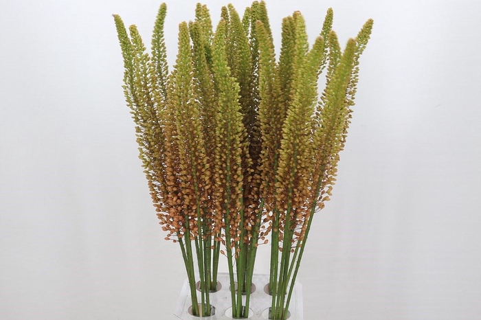 <h4>Eremurus Emmy Ro</h4>