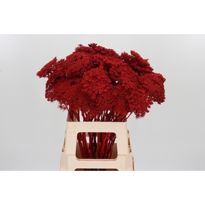 Ammi Zaad Kl Bh Rood