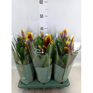 Vriesea  'Intenso Purple Flame'