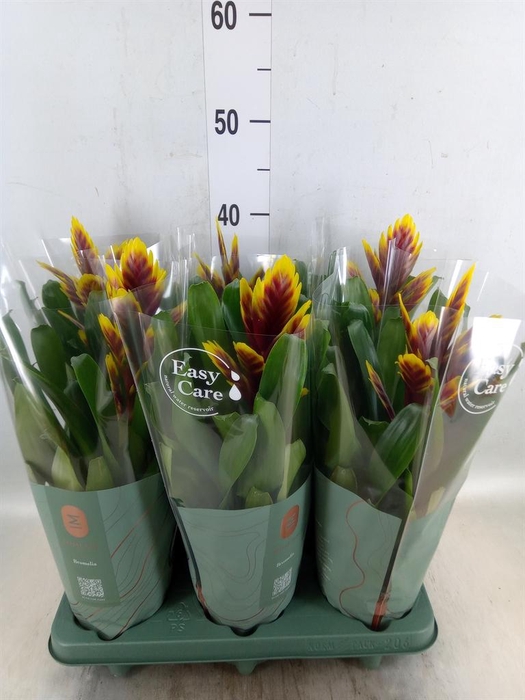 <h4>Vriesea  'Intenso Purple Flame'</h4>