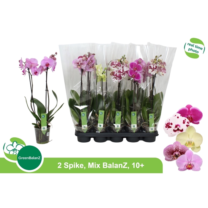 <h4>PHAL GEM 5 KL</h4>
