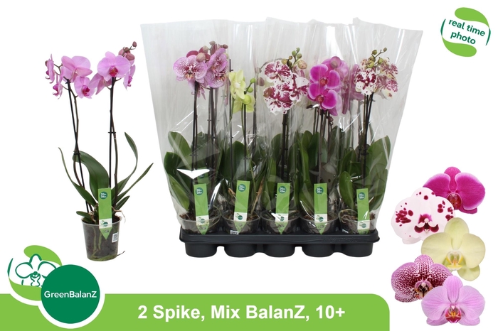PHAL GEM 5 KL