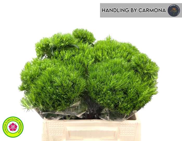 <h4>DI BARB KIWI MELLOW</h4>