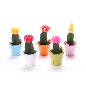 Cactus geent gekleurd zink 5,5 cm