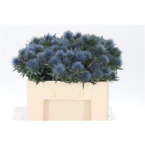 Eryngium Magnetar Qstar