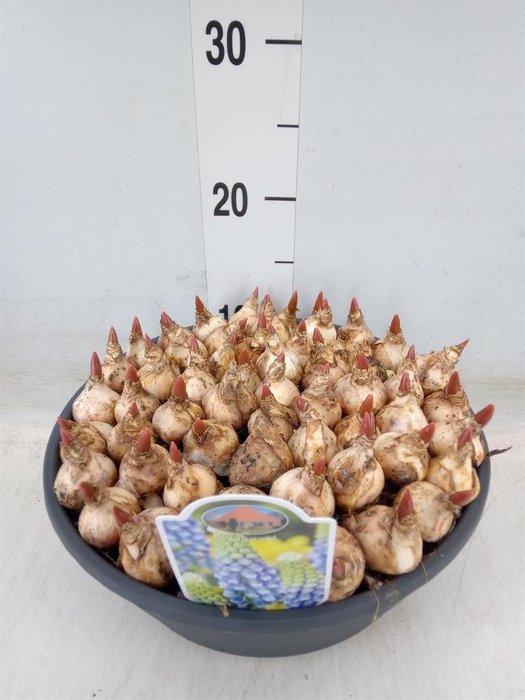 <h4>Muscari ...</h4>