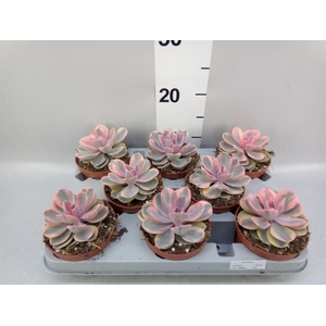 Echeveria   ...