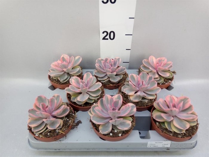 <h4>Echeveria   ...</h4>
