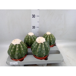 Cactus   ...