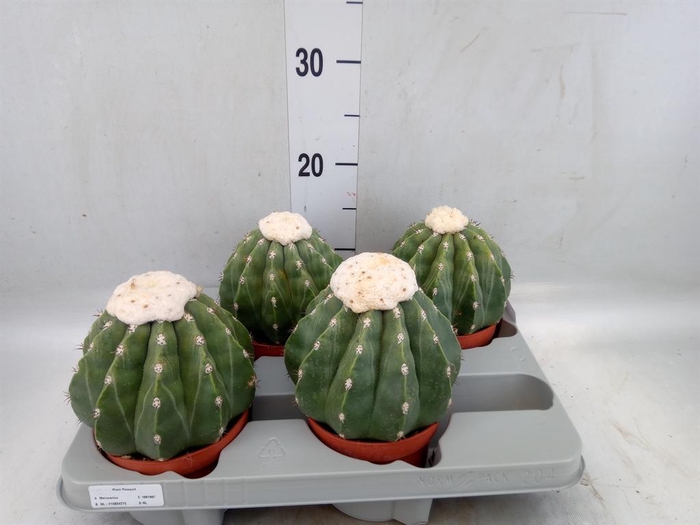 <h4>Cactus   ...</h4>