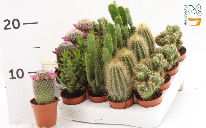 <h4>CACTUS GEM</h4>