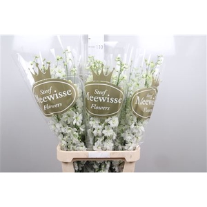 Delph Du Dewi Impress White