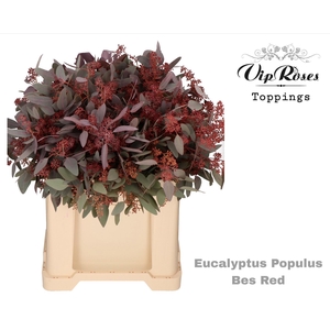 EUCA POPULUS BES RED 300 GR