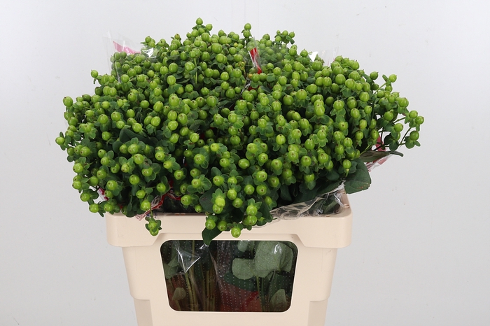 <h4>Hyp Globo Applegreen</h4>