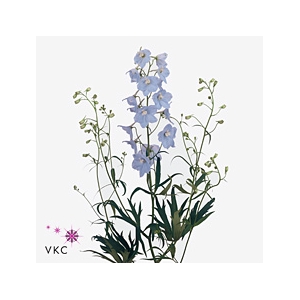 DELPH BEL BALKLEID LIGHT BLUE 60CM