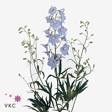 DELPHINIUM V?LKERFRIEDEN BALLKLEID