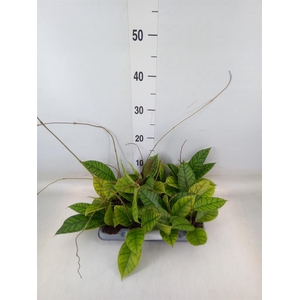 Hoya callistophylla 'KAL 16'