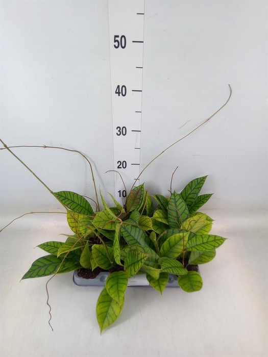 <h4>Hoya callistophylla 'KAL 16'</h4>