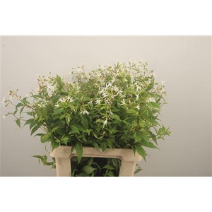 Gillenia Trifoliata