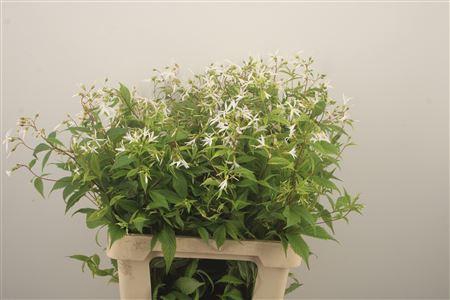 <h4>Gillenia Trifoliata</h4>