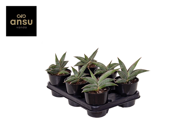 <h4>Sansevieria Almond Silver</h4>